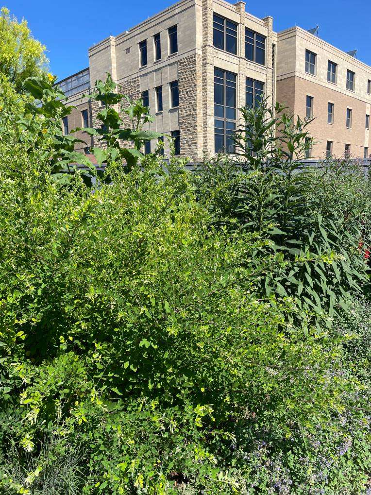 Plant name: Bush clover Lespedeza thunbergii  Gibraltar 
